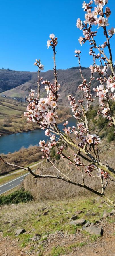 Ferienhaus Kaliva Zell an der Mosel Kültér fotó